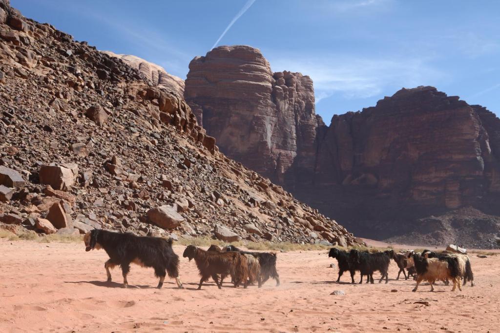Bedouin Expedition وادي رم المظهر الخارجي الصورة