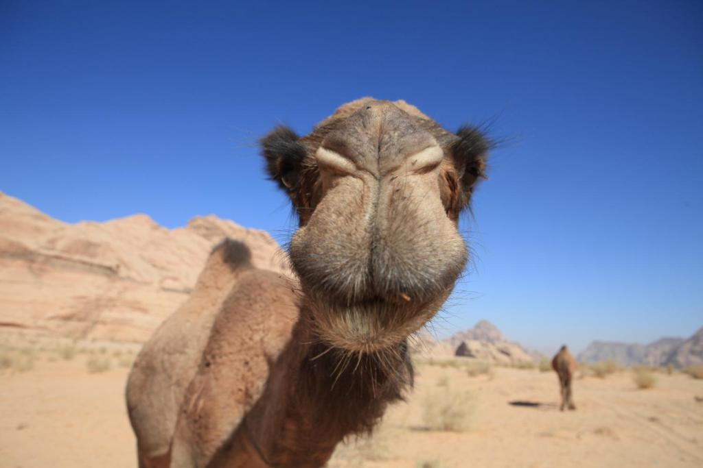 Bedouin Expedition وادي رم المظهر الخارجي الصورة